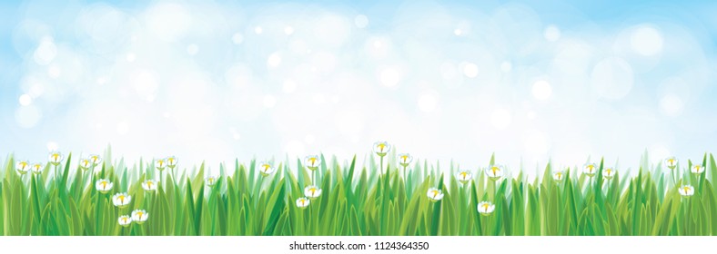 Vector  nature background, blue sky and green grass.  