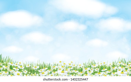 Vector  nature background, blue sky, green grass and chamomiles field.