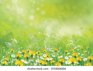 Vector nature background with chamomiles and dandelions.