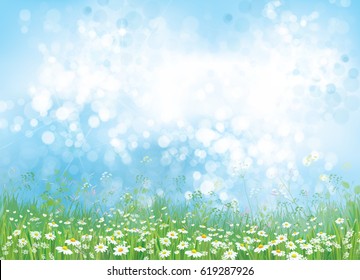 Vector  nature  background, chamomiles field and blue sunny sky.