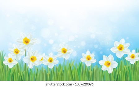 Vector  nature background, daffodil flowers.