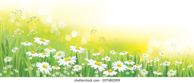 Vector nature  background, daisy  flowers field.