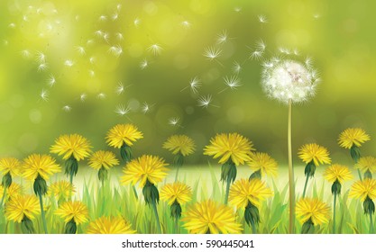 Vector  nature  background, dandelions   field.