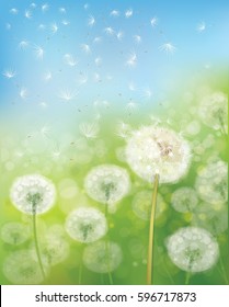 Vector  nature  background,  dandelions flowers field and  blue sky.