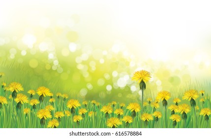 Vector  nature  background,  dandelions flowers field.