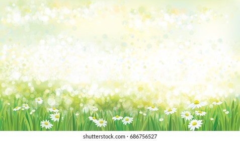 Vector  nature  background, green grass border and chamomiles.