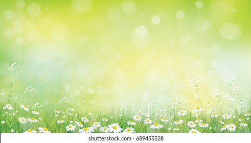 Vector  nature  background, green grass border and chamomiles.