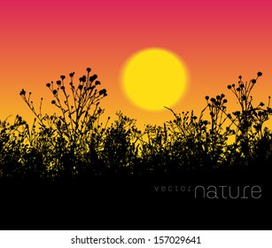 Vector nature background meadow grass silhouette at sunset