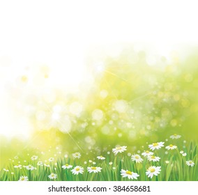 Vector nature, bokeh  background,  grass and chamomiles flowers.