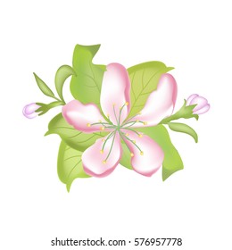 Vector nature botanical illustration. Apple blossom Hand drawn vector illustration of apple blossoms on white background.