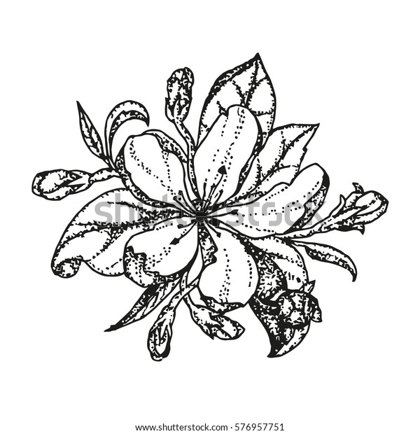 Vector Nature Botanical Illustration Apple Blossom Stock Vector Royalty Free