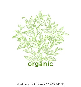 Vector nature emblem. Art line design. Natural symbol, floral card of tea tree, bush, branch, leaf, flower. Herbal drink, food cover, bio vegan logo, organic green plant label, packing for medicine