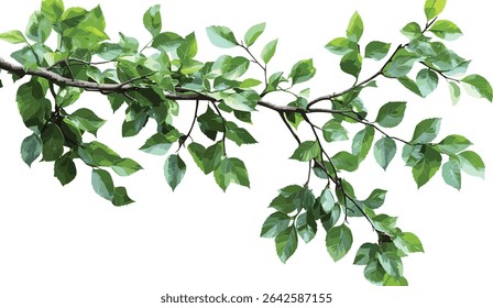 Vector nature leafy branches, transparent background, green leaves, tree branches, foliage, natural design, eco friendly, organic, plant illustration, summer leaves
