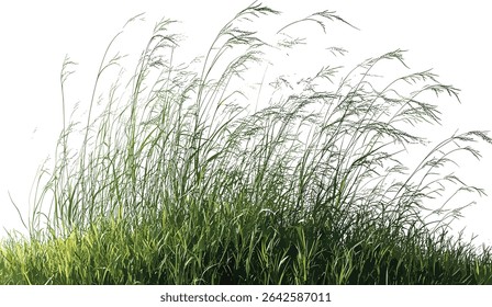 Vector nature meadow, blowing in the wind, cut out illustration, transparent file, fresh grass, wildflower, spring landscape, outdoor scene, natural setting, peaceful nature