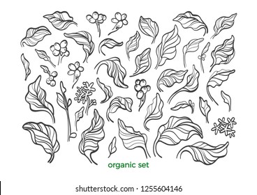 Vector nature set. Realistic botanical coffee leaves, bean, flower. Sketch art line design. Floral isolate on white background Organic vegan food, tropical flora, vintage symbol Bio simple element