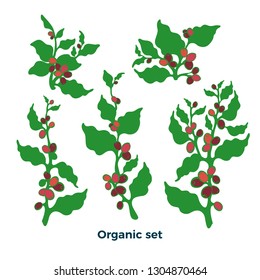 Vector nature set. Realistic botanical green coffee tree, bean, grain, berry Art design. Floral isolate on white background Organic aroma drink, tropical flora, vintage sign, symbol Bio simple element