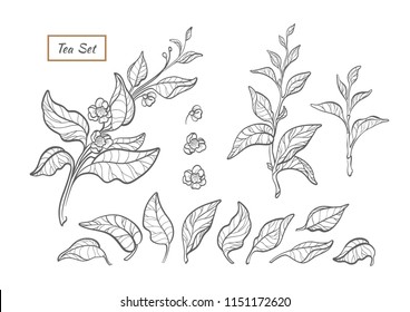 Vector nature set. Silhouette of tea tree, bush, branch with leaf, flower. Botanical floral bio collection. Organic health fresh drink Art line illustration isolated on white background Vegan bio food