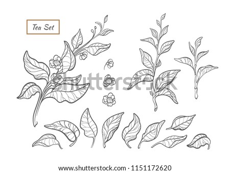 Vector nature set. Silhouette of tea tree, bush, branch with leaf, flower. Botanical floral bio collection. Organic health fresh drink Art line illustration isolated on white background Vegan bio food