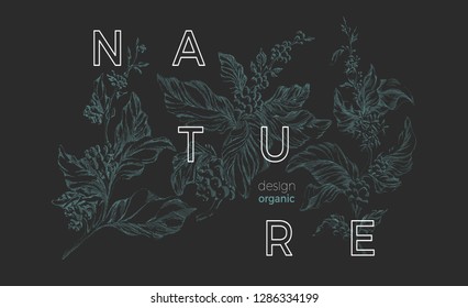 Vector nature template Botanical art sketch design Coffee tree with realistic leaf, flower, bean, grain Elegant green background Organic vintage card, retro bouquet Herbal hand drawn bio illustration 