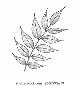 vector neem Hand-Drawn Leaf Outline – Botanical Line Art