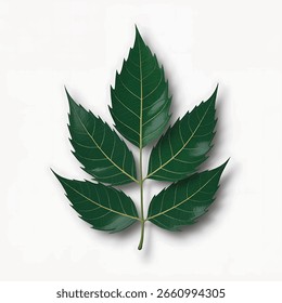 Hojas de neem de Vector Ilustración realista de alta calidad de una hoja de neem verde con textura detallada e iluminación natural, ideal para su uso en diseños herbales, medicinales o botánicos.