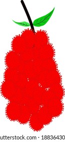 It is a vector of Nephelium lappaceum