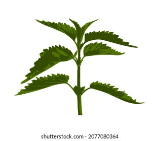 vector nettle (Urtica) isolated on white background