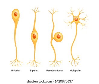 Vector Neuron Types isolated on white background. Unipolar, bipolar, multipolar and pseudounipolar.