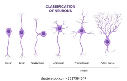 Tipos de neurônios vetoriais isolados sobre fundo branco. Unipolar, bipolar, multipolar e pseudounipolar.