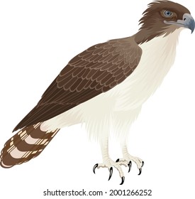 vector New Guinea harpy eagle illustration