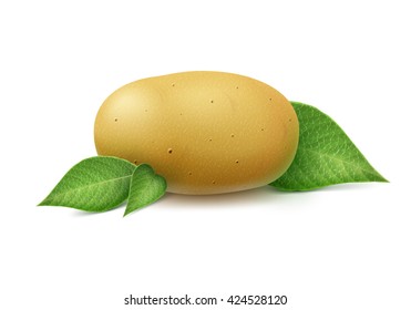 Vector New Yellow Raw Whole Unpeeled Potato with leaves Close up Isolated on White Background