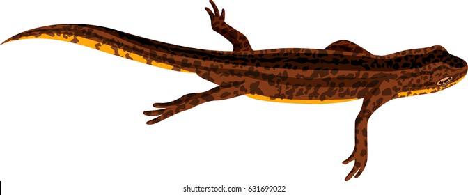 vector newt