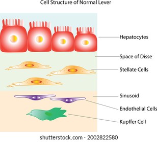 A Vector Of Normal Lever Cell Structure