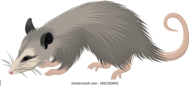 vector North American opossum (Didelphis virginiana) illustration