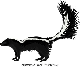 vector North american striped skunk