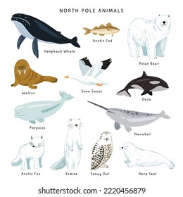 Colecciones de animales del polo norte vectorial. Afiche de animales del asta norte, objetos aislados. Oso polar, moras, bacalao ártico, pescado, orcas, ballena, foca de arpa, narballena, búho nevado, zorro ártico, ermio, ganso de nieve