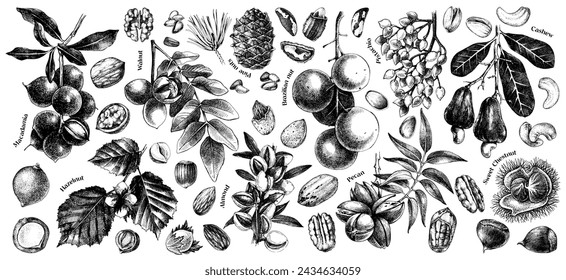 Vector nut branches and nuts collection