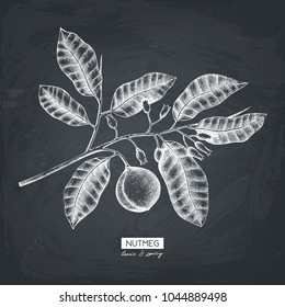 Vector nutmeg illustration. Hand drawn  tropical tree sketch. Botanical design template. Vintage tonic plant drawing on chalkboard