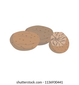 Vector nutmeg illustration isolated in cartoon style. Herbs and Species Series