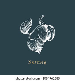 Vector nutmeg sketch. Drawn spice herb. Botanical illustration of organic, eco plant. Used for farm sticker, shop label etc.