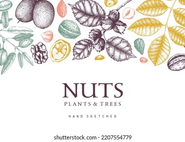 Vector nuts background in color. Healthy food backdrop with hand-drawn walnut, almond, and hazelnut. Realistic botanical illustrations for packaging or design. Vintage nuts sketched frame. 