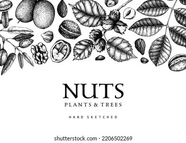 Vector nuts background in vintage style. Vintage nuts sketched banner. Healthy food backdrop with branches, plants, nutshells hand-drawings. Realistic botanical illustrations for packaging design