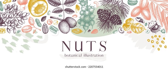 Vector nuts banner in college style. Healthy food background. Hand-drawn coconut, walnut, macadamia, pine, almond, pecan, and abstract shapes. Trendy botanical illustration. Nuts sketches in color