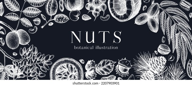 Vector nuts banner on chalkboard. Healthy food background. Almond, coconut, walnut, pistachio, cashew, hazelnut, macadamia hand-drawings. Realistic botanical illustrations. Nuts sketched frame