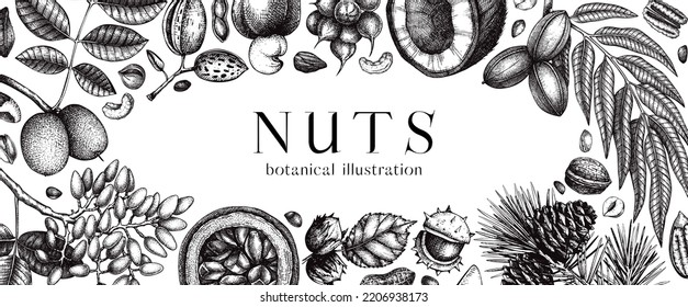 Vector nuts banner in vintage style. Healthy food background. Almond, coconut, walnut, pistachio, cashew, hazelnut, macadamia hand-drawings. Realistic botanical illustrations. Nuts sketched frame