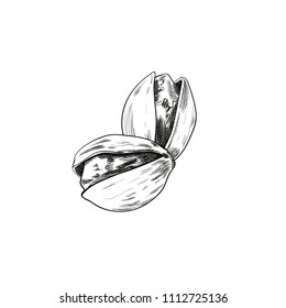 Vector Nuts Hand Drawn Illustration, Two Nuts, Outline Drawings Isolated on White Background.