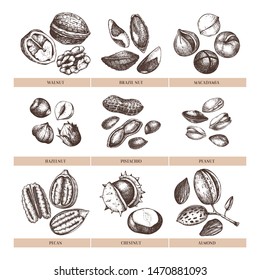 Vector nuts illustrations collection. Hand drawn pecan, macadamia, pine nuts, walnut, almond, pistachio, chestnut, peanut, Brazil nut, hazelnut. Healthy food  outlines set. Engraved style drawings. 