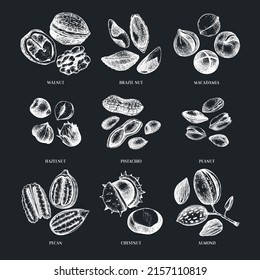 Vector nuts illustrations collection on chalkboard. Hand-drawn pecan, macadamia, pine nuts, walnut, almond, pistachio, chestnut, peanut, Brazil nut, hazelnut. Hand-sketched healthy food drawings