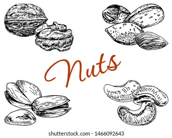 Vector nuts set in hand drawn style. Collection of nuts almond and peanut, walnut and cashew nuts illustration