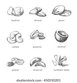 Vector nuts set in hand drawn style. Collection of nuts almond and peanut, walnut and cashew nuts illustration